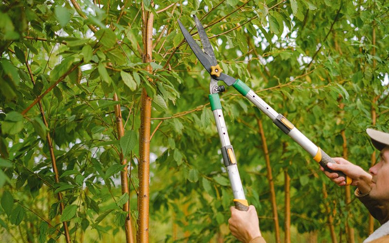 Tree trimming in Chinquapin, NC