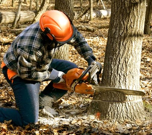 Tree Removal in Chinquapin, NC